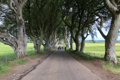 Dark Hedges