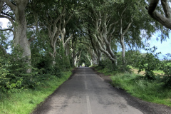 Dark Hedges