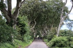 Dark Hedges