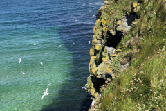 Birds Around Carrick a Rede Rope Bridge