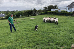 Joe Herding a Dozen Sheep