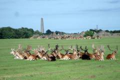 Phoenix Park