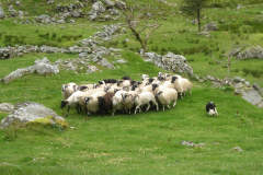 Sheep Dog Demonstration