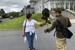 Dromoland Castle Hawk Walk