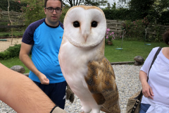 Dromoland Castle Owl