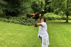 Dromoland Castle Hawk Walk