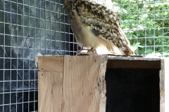 Dromoland Castle Owl